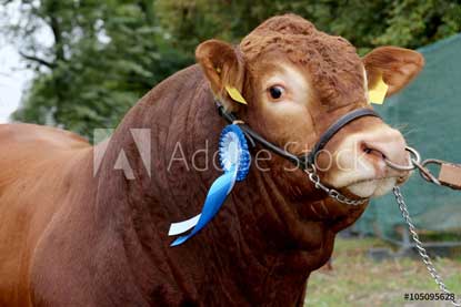 4-H Breeding Beef Project